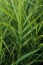 Zielony ogród Maria Poliwodzińska Chełmno - Carex muskingumensis