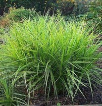 Carex muskingumensis - Zielony ogród Maria Poliwodzińska Chełmno