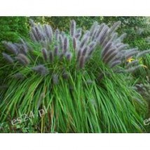 Penisetum alopecuroides - Zielony ogród Maria Poliwodzińska Chełmno