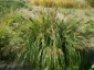 Zielony ogród Maria Poliwodzińska - Penisetum alopecuroides Chełmno