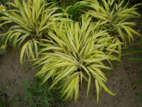 hakonechloa - Zielony ogród Maria Poliwodzińska Chełmno