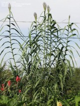 Arundo - Zielony ogród Maria Poliwodzińska Chełmno