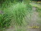 Chełmno Miskantus sinensis - Zielony ogród Maria Poliwodzińska