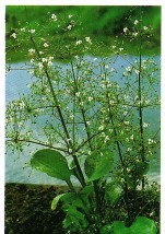 Alisima porviflone - Zielony ogród Maria Poliwodzińska Chełmno