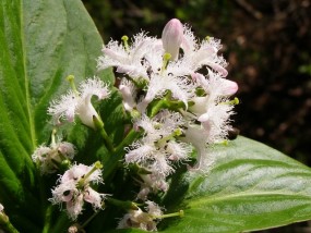 Bobrek trójlistny . - Zielony ogród Maria Poliwodzińska Chełmno