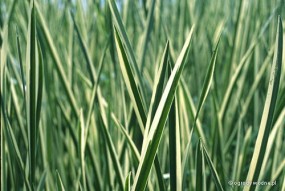 Acorus - Zielony ogród Maria Poliwodzińska Chełmno