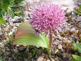 czosnki - Zielony ogród Maria Poliwodzińska Chełmno