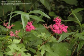 Filipendula - Zielony ogród Maria Poliwodzińska Chełmno
