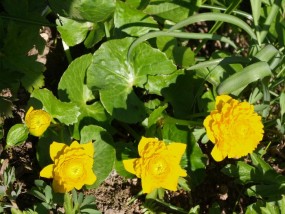 caltcha pularis - Zielony ogród Maria Poliwodzińska Chełmno