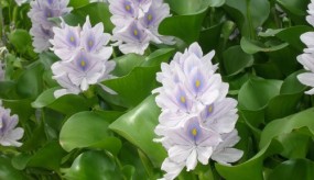 Eichhornia crassipes - Zielony ogród Maria Poliwodzińska Chełmno