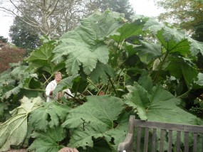 Gunara - Zielony ogród Maria Poliwodzińska Chełmno