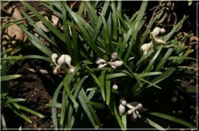 Liriope muskarii - Zielony ogród Maria Poliwodzińska Chełmno