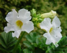 Inkarwilla - Zielony ogród Maria Poliwodzińska Chełmno