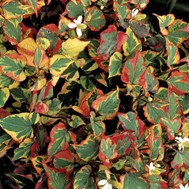 hołtunia - Zielony ogród Maria Poliwodzińska Chełmno