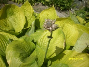 hosta - Zielony ogród Maria Poliwodzińska Chełmno