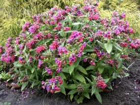 Ligularia - Zielony ogród Maria Poliwodzińska Chełmno