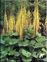 Ligularia - Zielony ogród Maria Poliwodzińska Chełmno