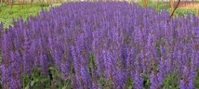 Lawenda - Zielony ogród Maria Poliwodzińska Chełmno