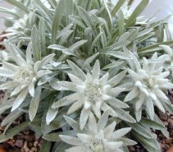 Leontopadium - Zielony ogród Maria Poliwodzińska Chełmno