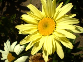 Laucanteemum - Zielony ogród Maria Poliwodzińska Chełmno