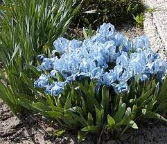 Irys - Zielony ogród Maria Poliwodzińska Chełmno