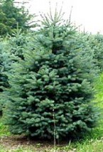 Świerk srebrny - Picea pungens Glauca - Szkółka Drzew i Krzewów  Ogrody Marzeń  Filice
