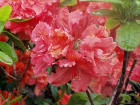 Azalia wielkokwiatowa - Szkółka Drzew i Krzewów  Ogrody Marzeń  Filice