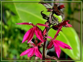 Lobelia czerwona - Zielony ogród Maria Poliwodzińska Chełmno