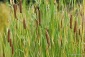 typha augustifilia ROŚLINY WODNE - Chełmno Zielony ogród Maria Poliwodzińska