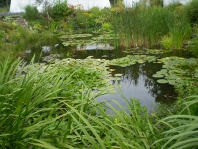 typha augustifilia - Zielony ogród Maria Poliwodzińska Chełmno