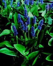 pontaderia cordata - Zielony ogród Maria Poliwodzińska Chełmno