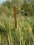 typha augustifilia Chełmno - Zielony ogród Maria Poliwodzińska