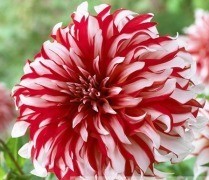 georginie - Zielony ogród Maria Poliwodzińska Chełmno