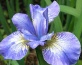 ROŚLINY WODNE Iris sibericum - Chełmno Zielony ogród Maria Poliwodzińska