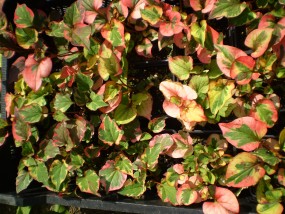 Hołtunia - Zielony ogród Maria Poliwodzińska Chełmno