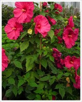 HIBISKUS BŁOTNY - Zielony ogród Maria Poliwodzińska Chełmno