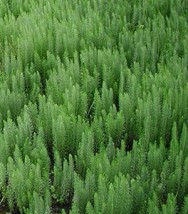 Prząska - Zielony ogród Maria Poliwodzińska Chełmno