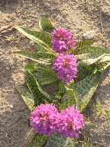 Storczyk łąkowy - Zielony ogród Maria Poliwodzińska Chełmno