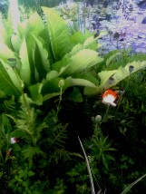 Oman wielki - Zielony ogród Maria Poliwodzińska Chełmno