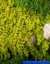 Lichimasja - Zielony ogród Maria Poliwodzińska Chełmno