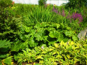 Tarczownica - Zielony ogród Maria Poliwodzińska Chełmno