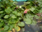 Nenufar-grzybień wodny Chełmno - Zielony ogród Maria Poliwodzińska
