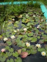 Nenufar-grzybień wodny - Zielony ogród Maria Poliwodzińska Chełmno