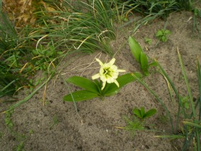 crokosmie,neriny,błączatki ,galtonie - Zielony ogród Maria Poliwodzińska Chełmno