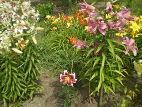 lilie O.T - Zielony ogród Maria Poliwodzińska Chełmno