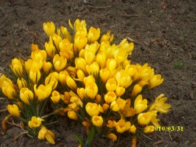 krokusy - Zielony ogród Maria Poliwodzińska Chełmno