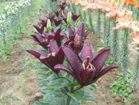 lilie azjatyckie i L.A - Zielony ogród Maria Poliwodzińska Chełmno