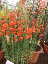 lilie martagony - Zielony ogród Maria Poliwodzińska Chełmno