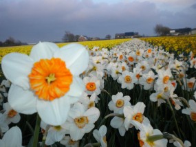 narcyze - Zielony ogród Maria Poliwodzińska Chełmno