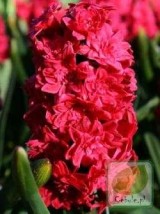 Hiacynty - Zielony ogród Maria Poliwodzińska Chełmno